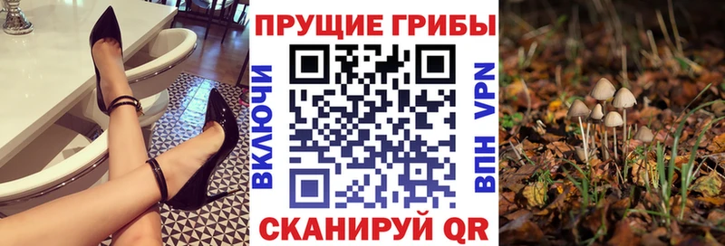 Псилоцибиновые грибы Cubensis  Купить  Сокол 